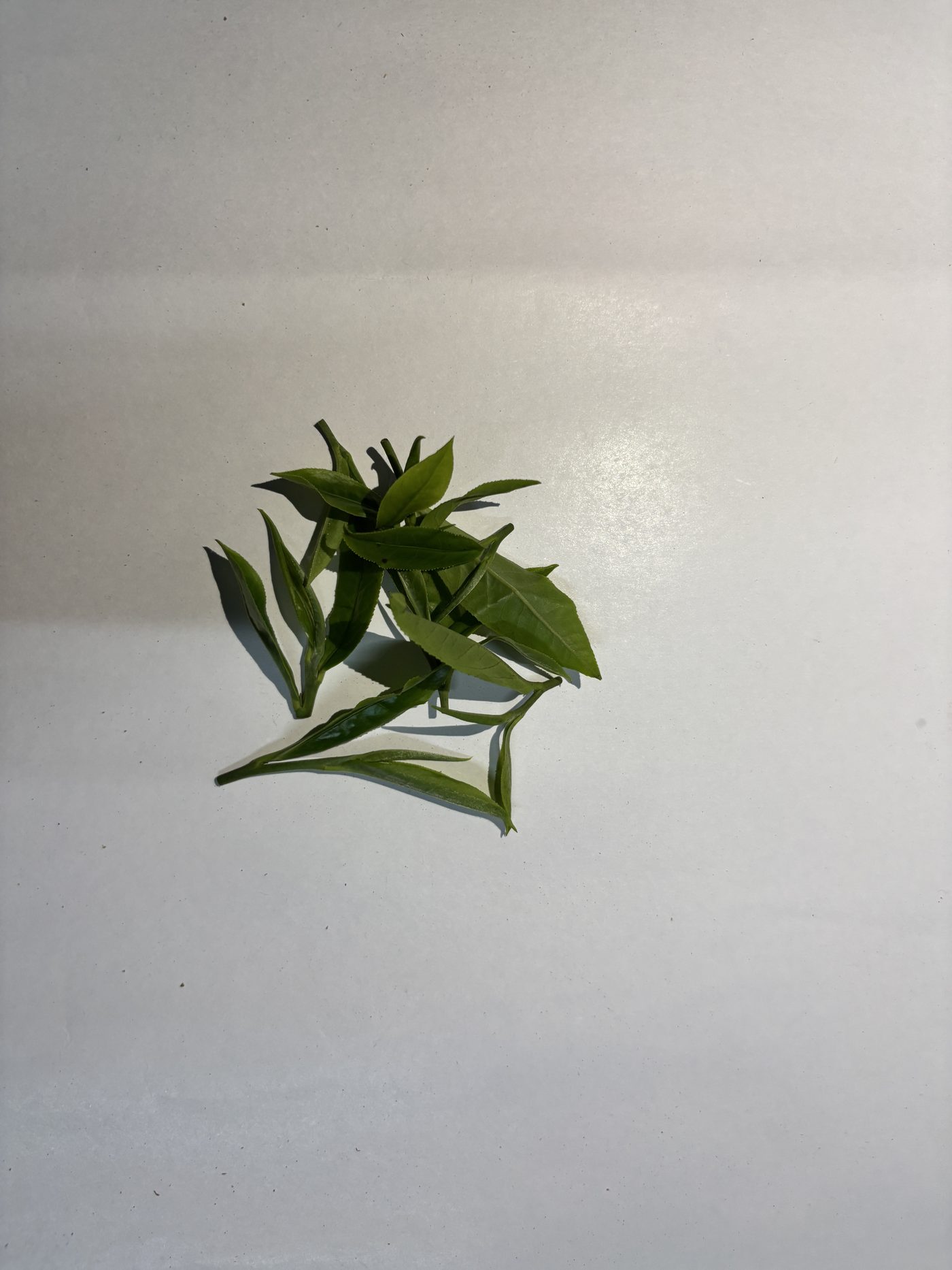 Fresh green tea leaves — two-and-a-bud plucking standard