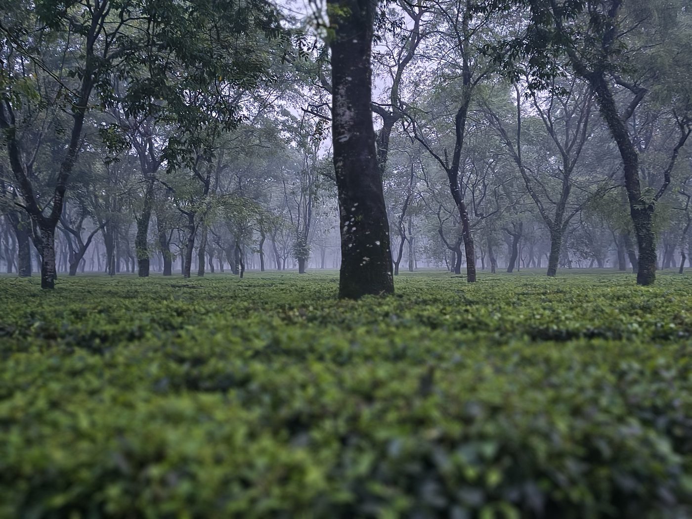 Dooars tea garden, North Bengal — CTC tea for export
